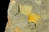 Pennsylvanian Fossil Brachiopod Plate - Kentucky #138903-3